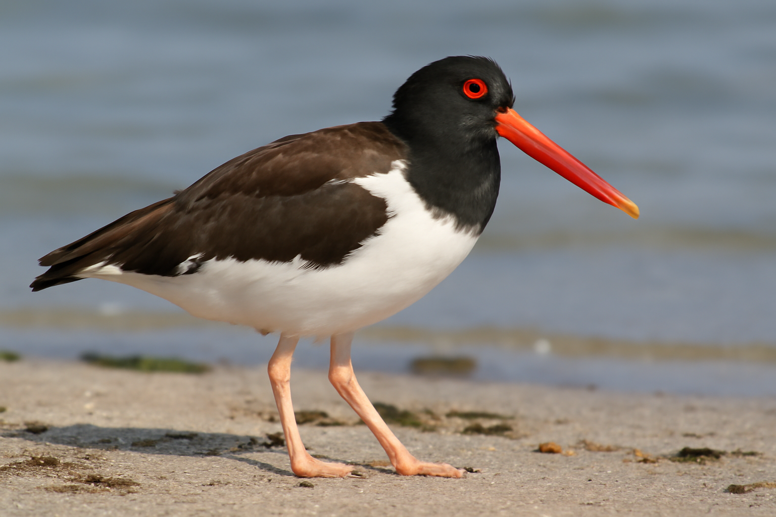 American Oystercatcher