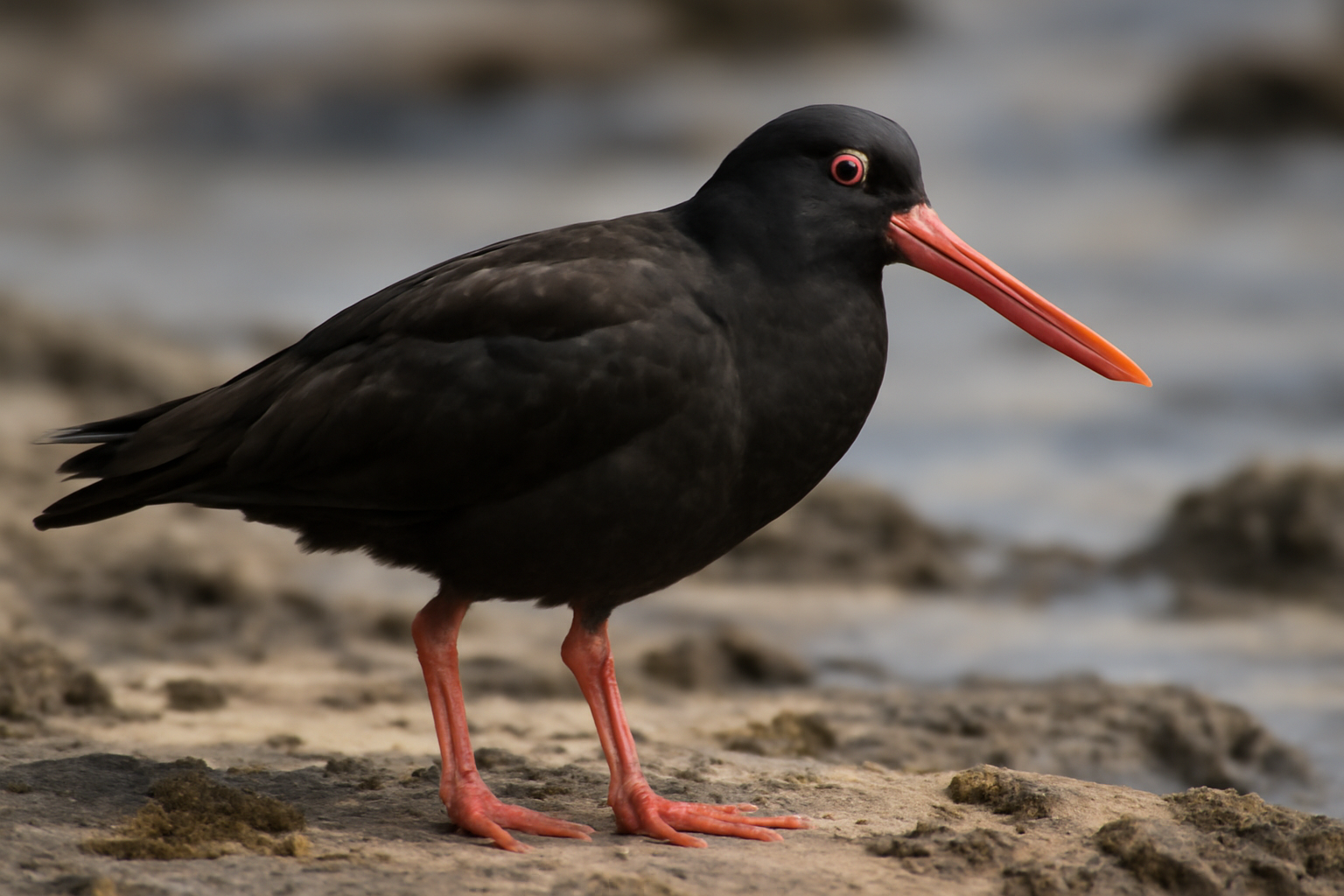 Canary Islands Oystercatcher