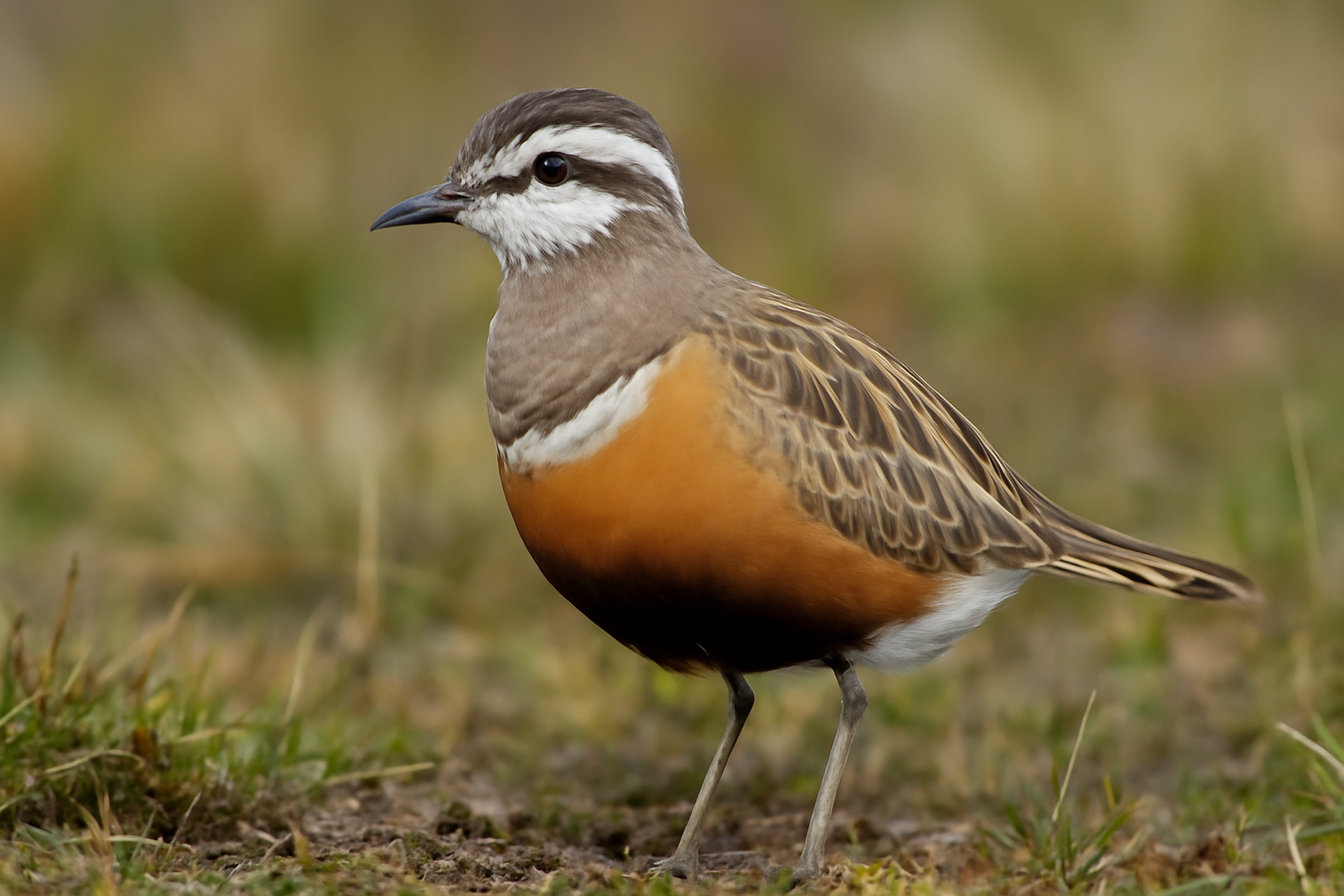 Eurasian Dotterel
