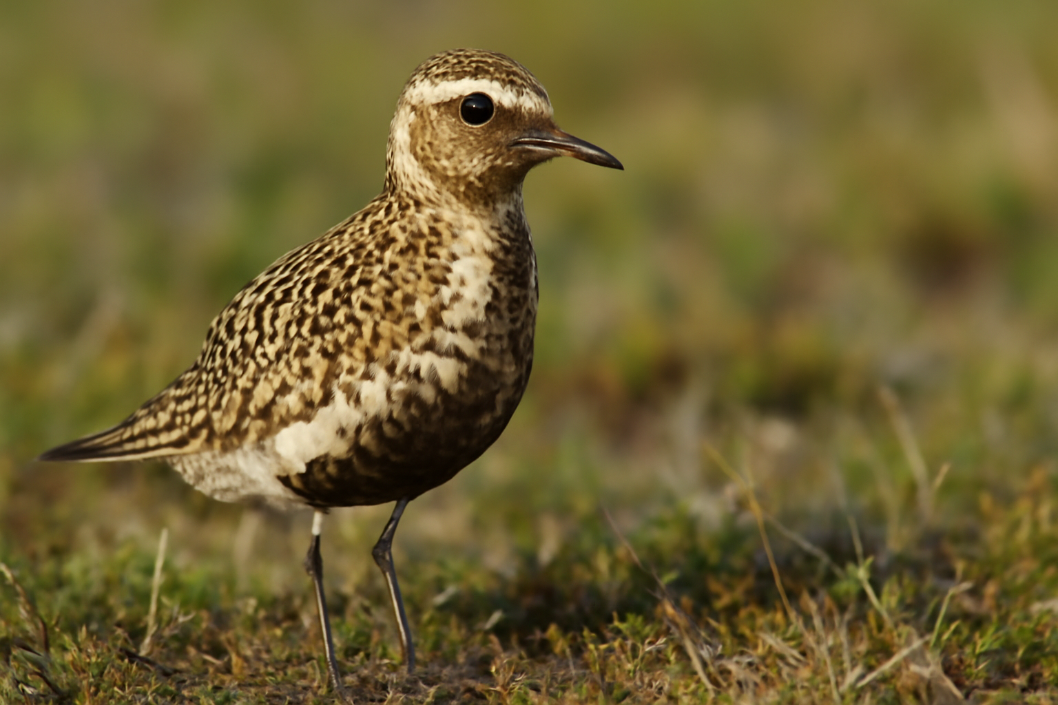 American Golden Plover