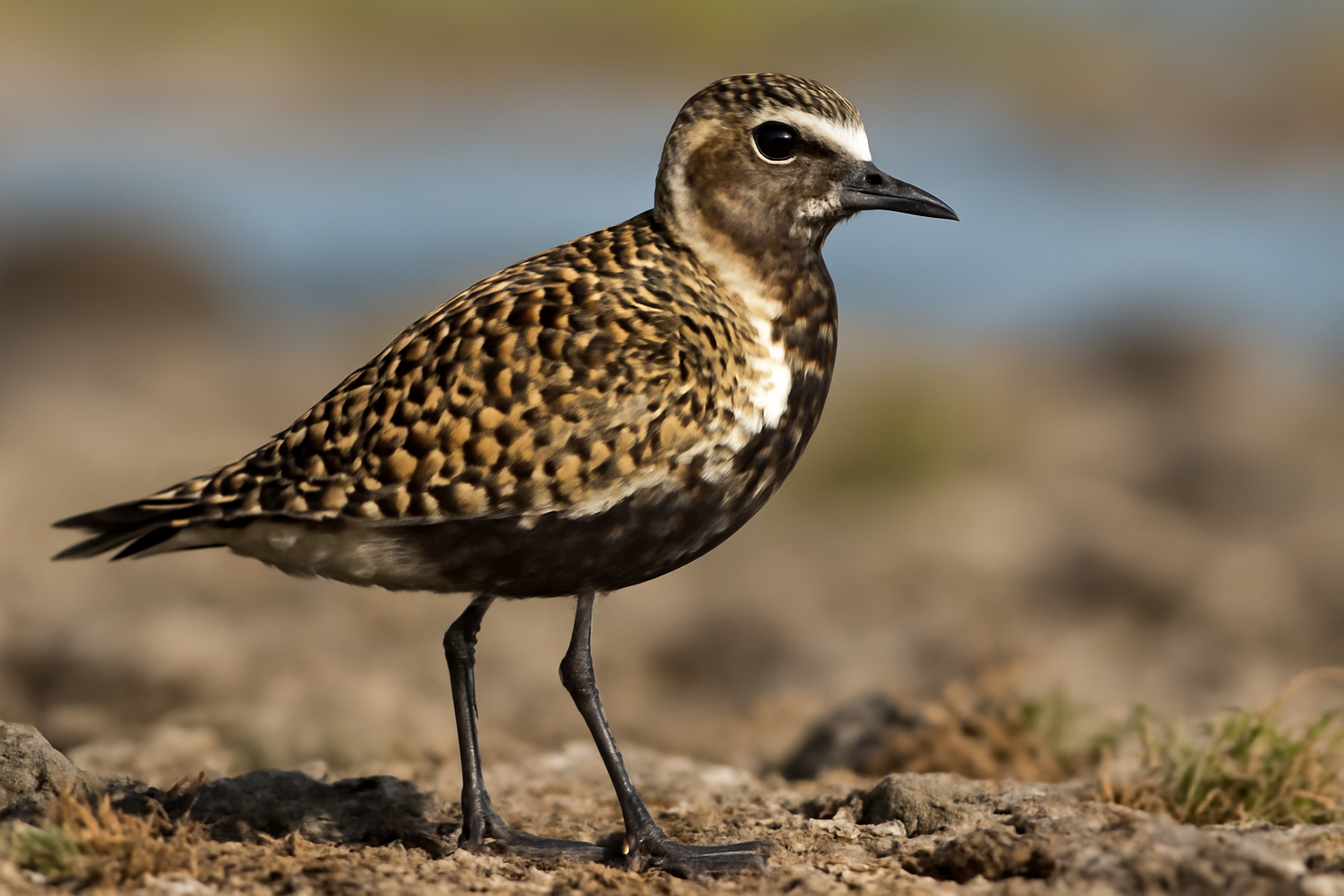 Pacific Golden Plover
