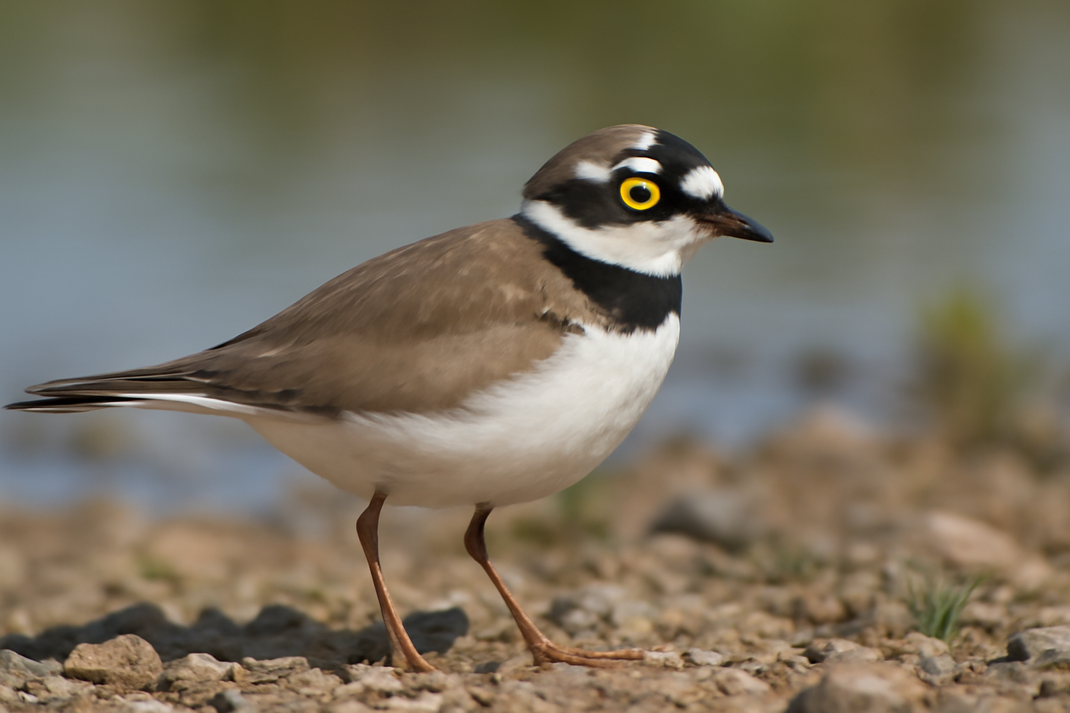 Little Ringed Plover