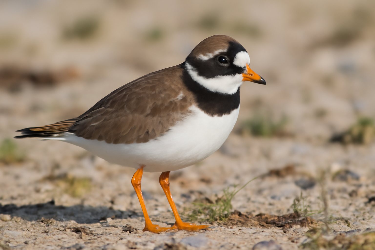 Common Ringed Plover