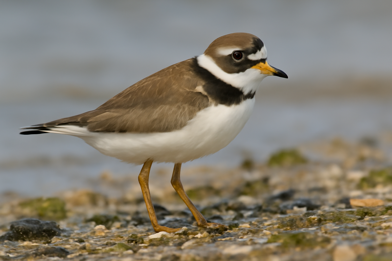Semipalmated Plover