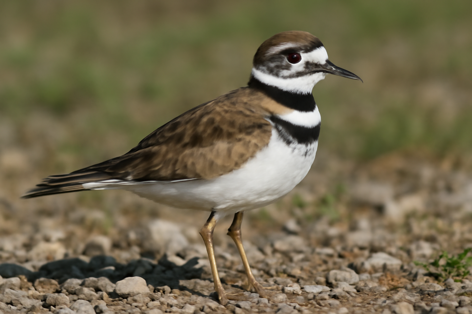 Killdeer