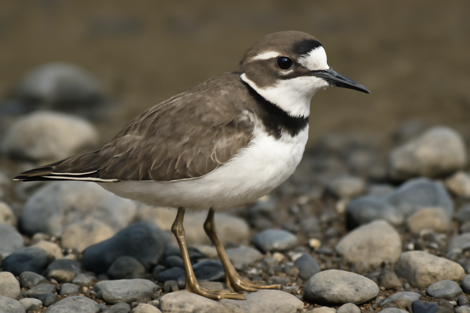 Long-billed Plover