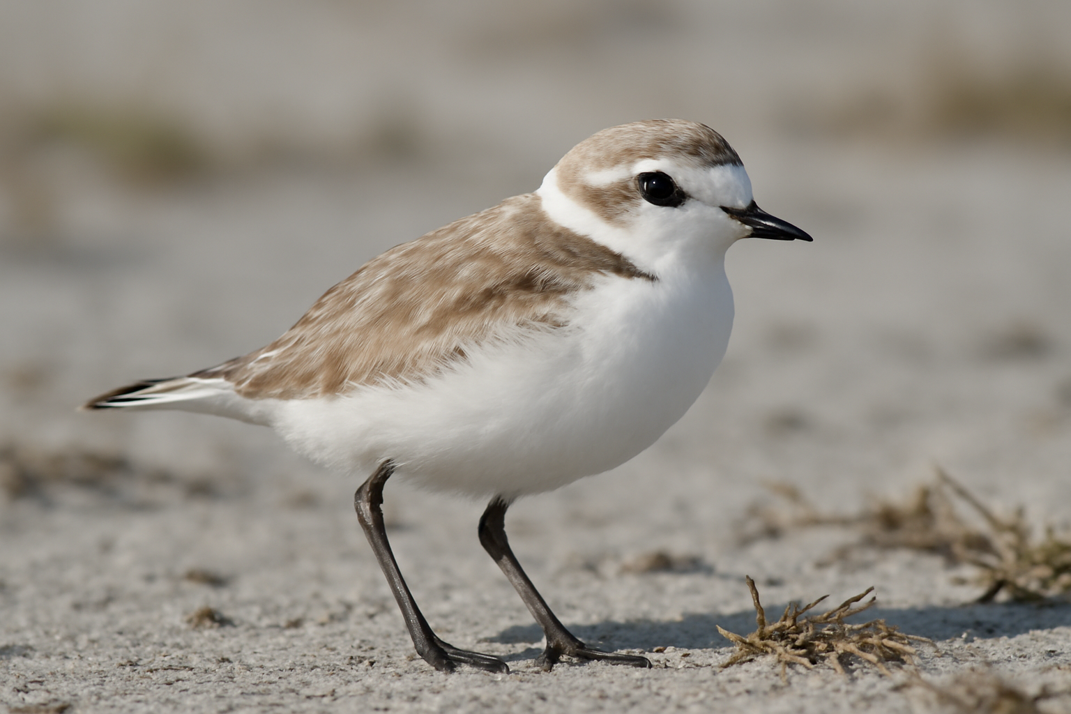 Snowy Plover
