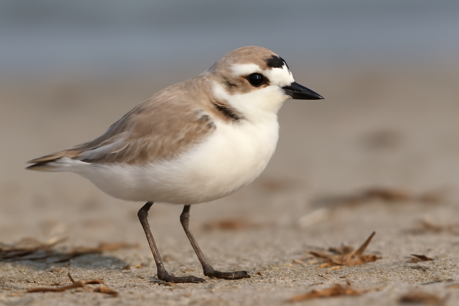 Cuban Snowy Plover