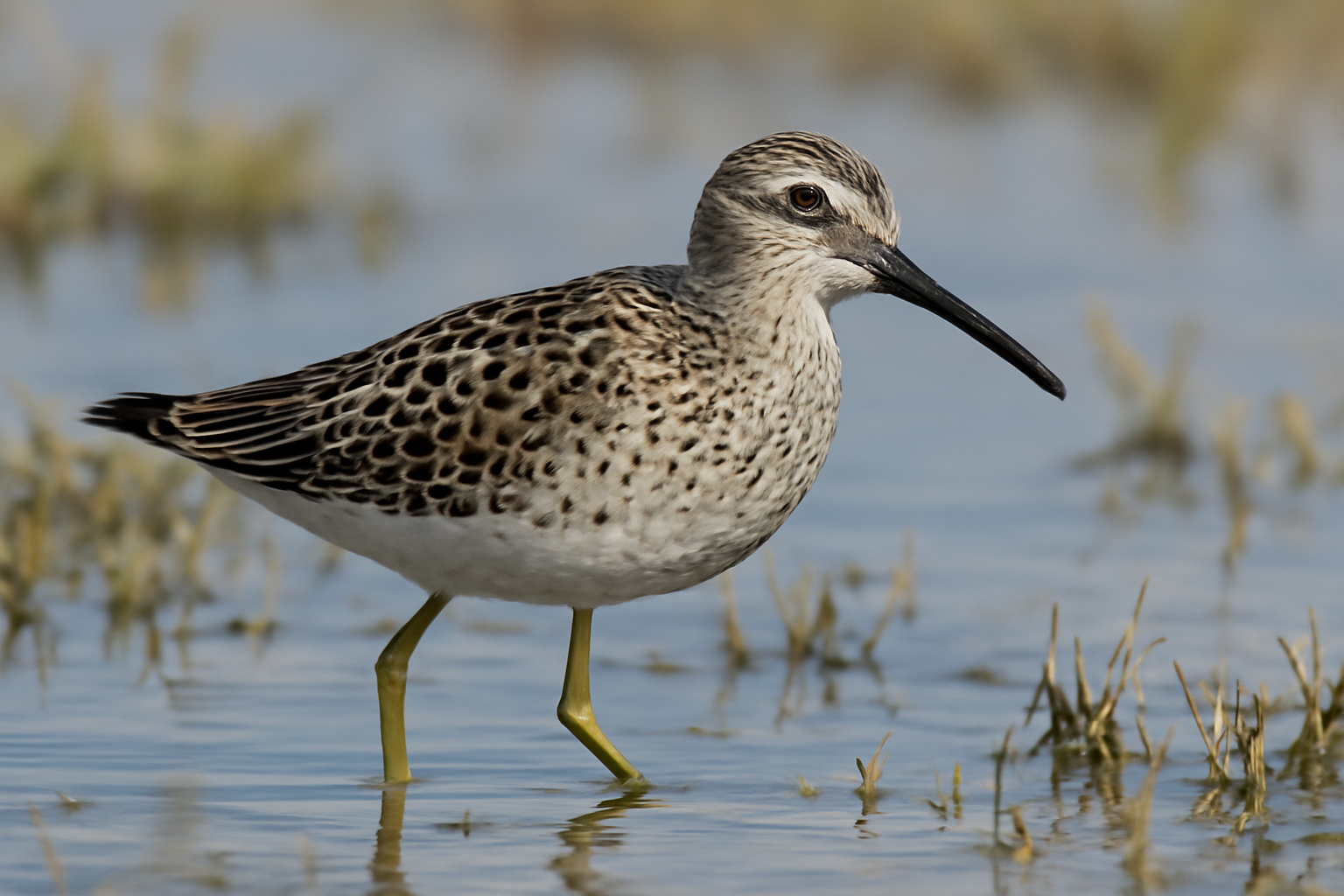 Stilt Sandpiper