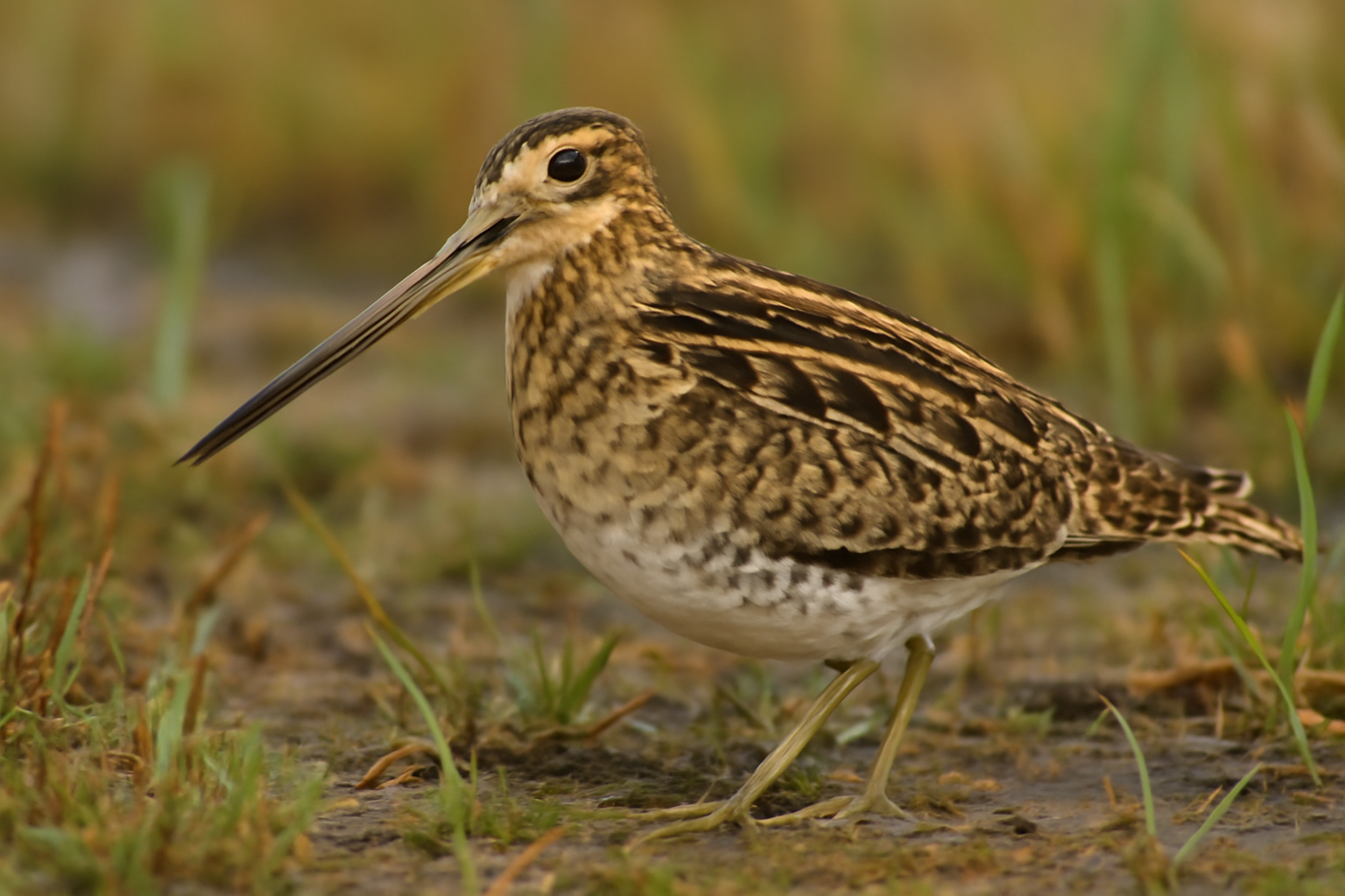 Common Snipe