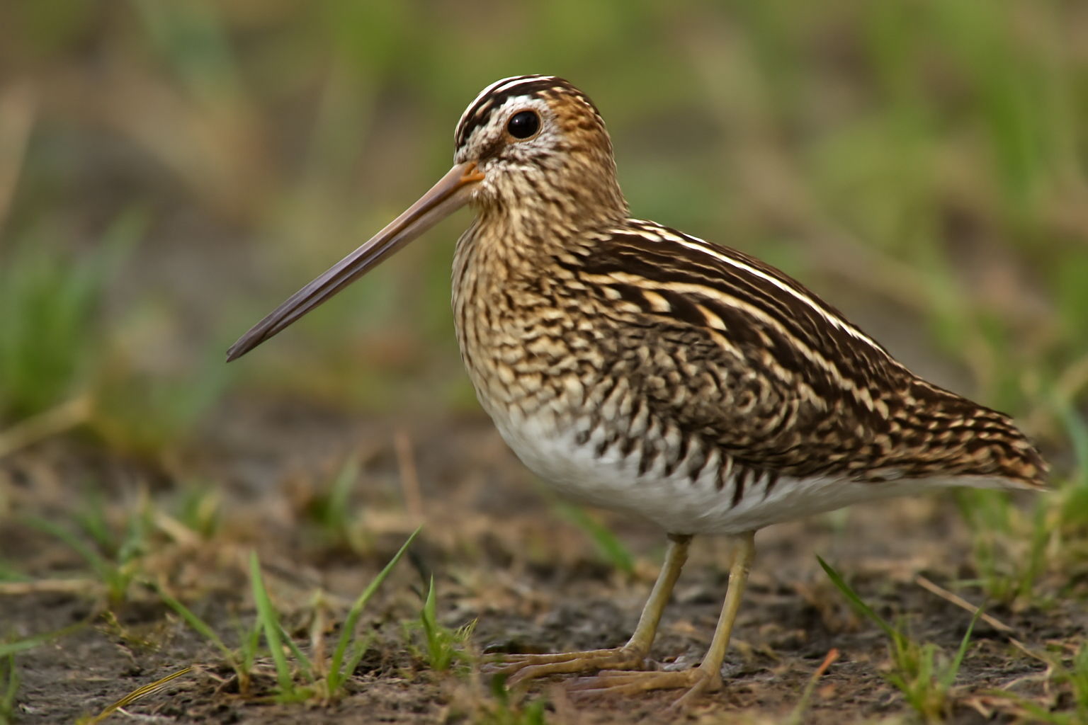 Wilson's Snipe