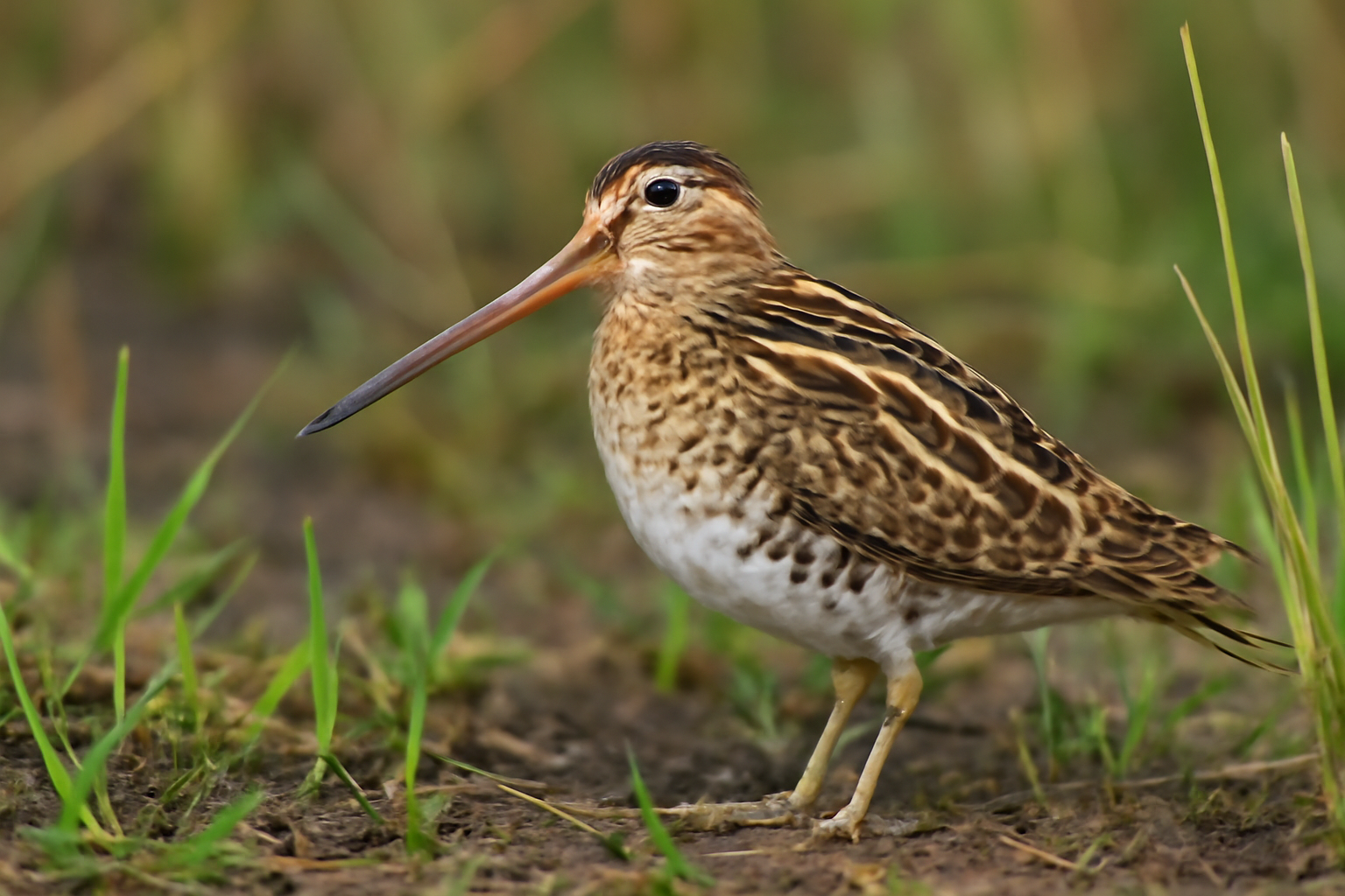 Pin-tailed Snipe