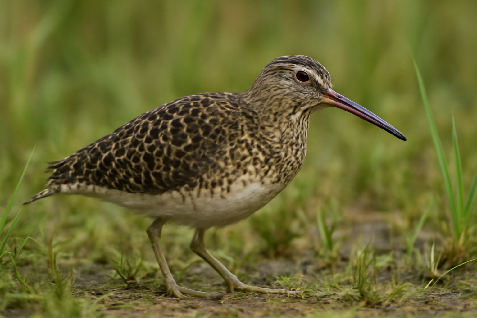 South American Snipe