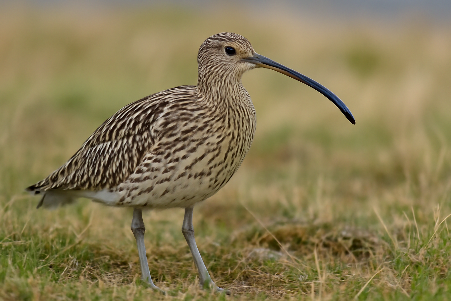 Eurasian Curlew