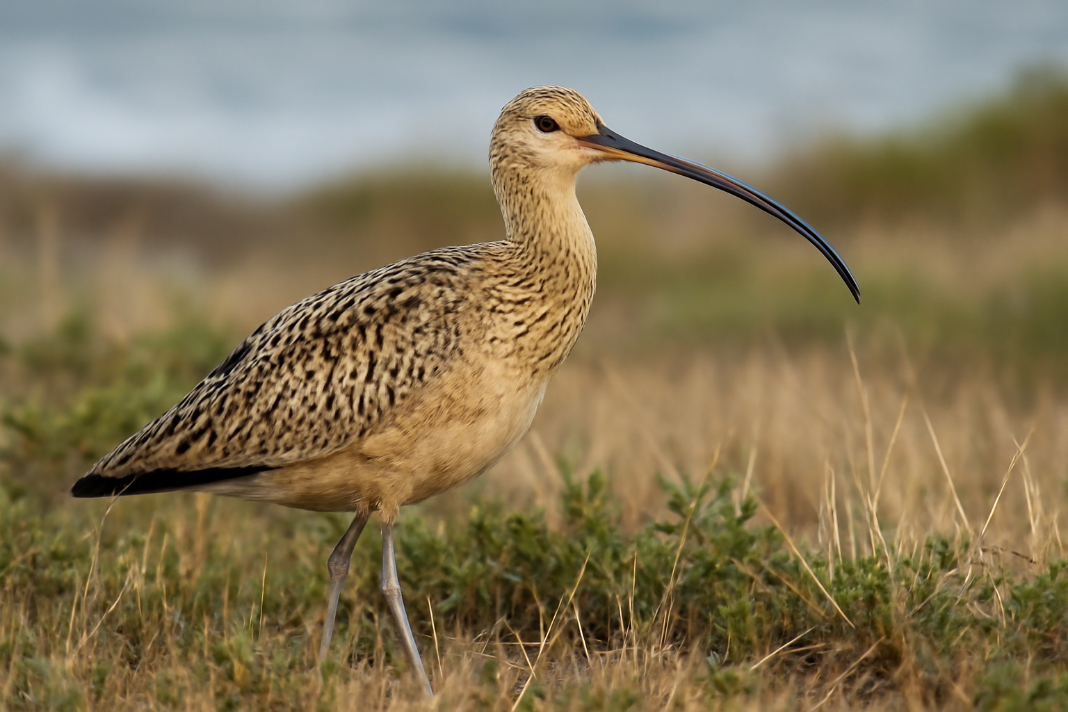Long-billed Curlew