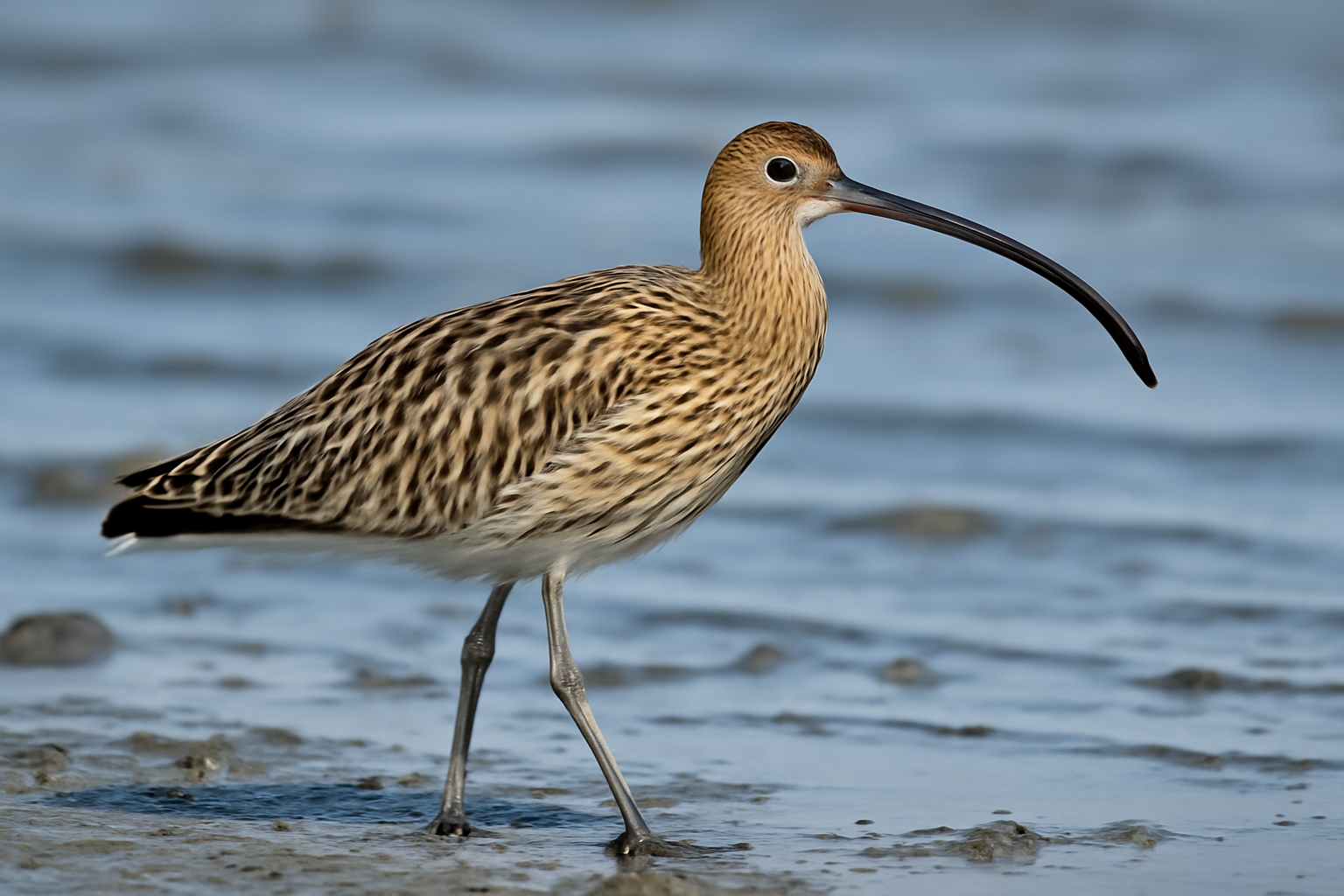 Far Eastern Curlew
