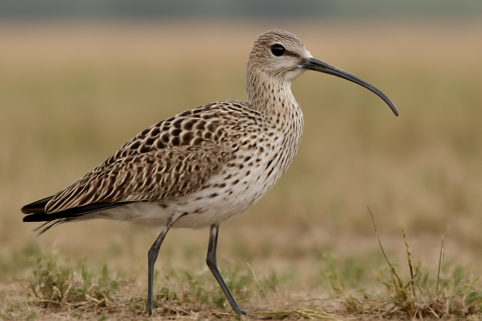 Slender-billed Curlew