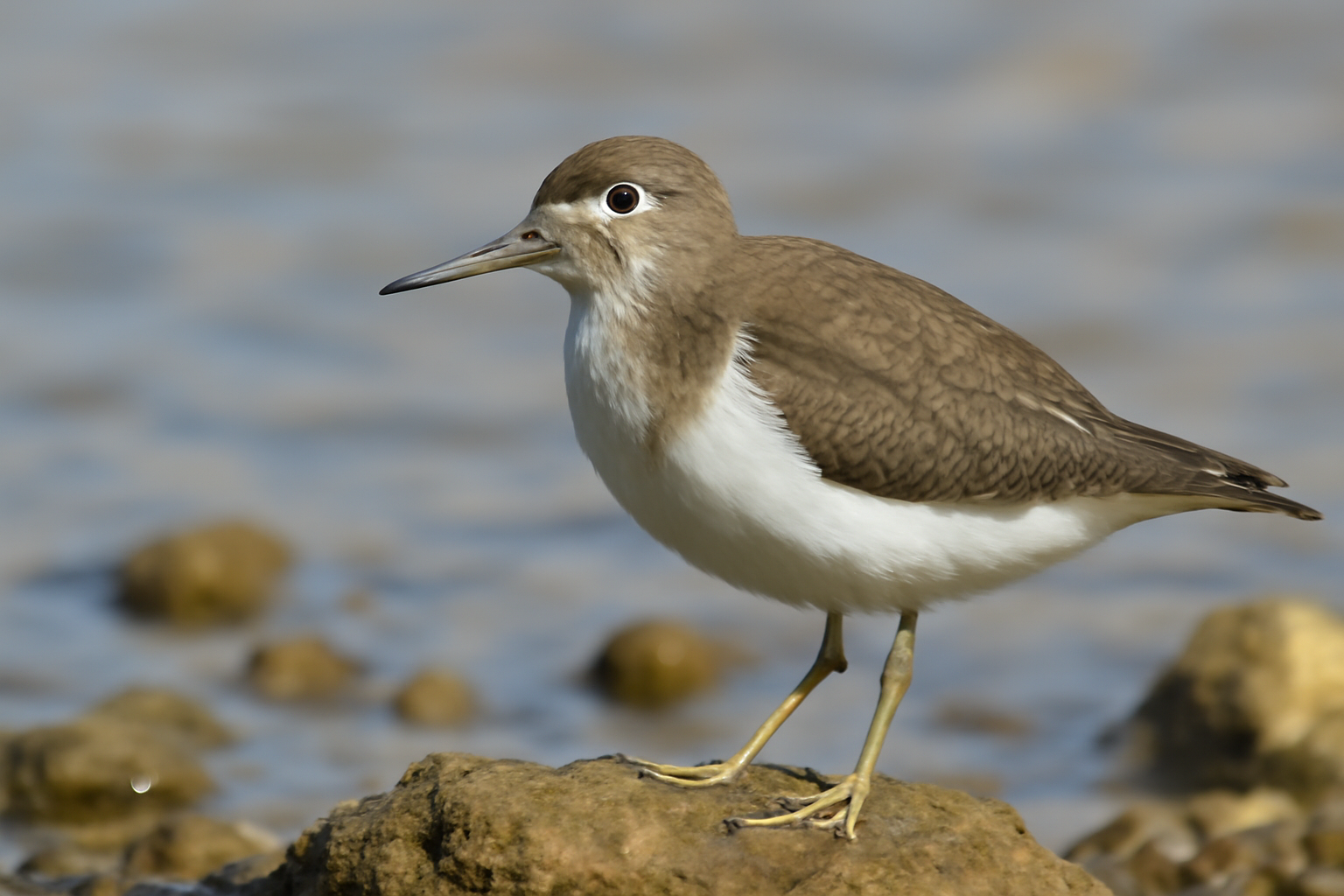 Common Sandpiper