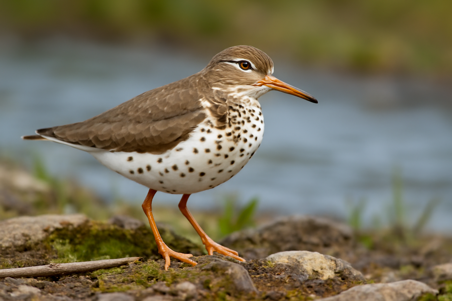Spotted Sandpiper