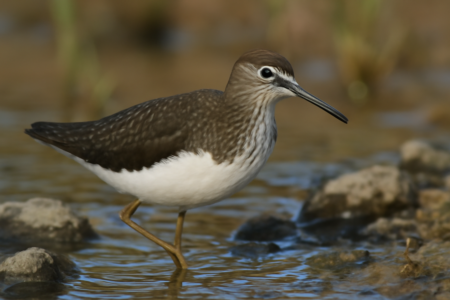 Green Sandpiper
