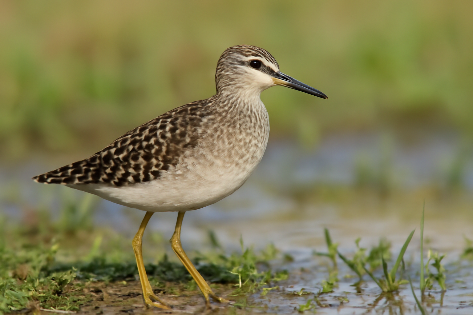 Wood Sandpiper