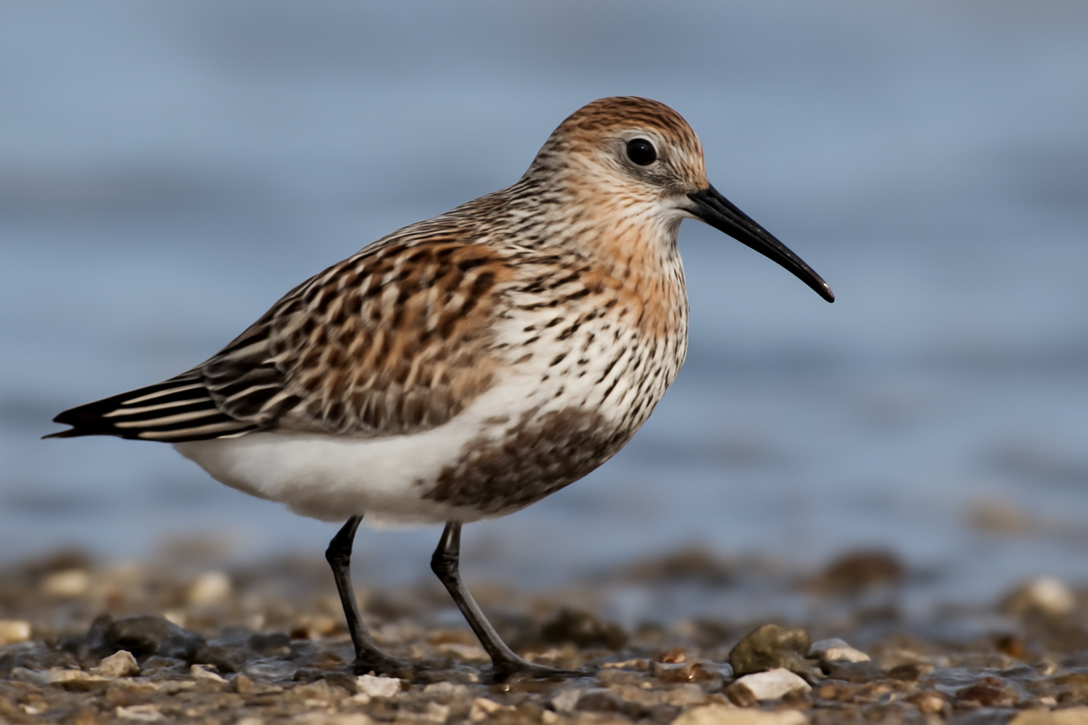 Dunlin