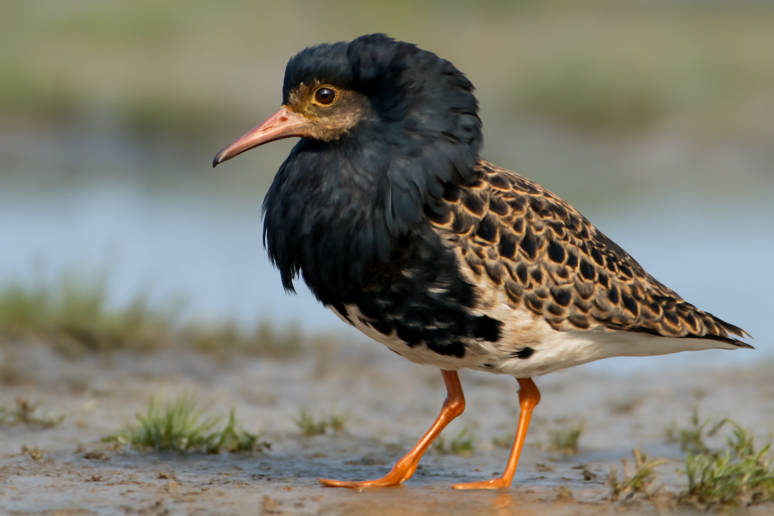 Greater Ruff