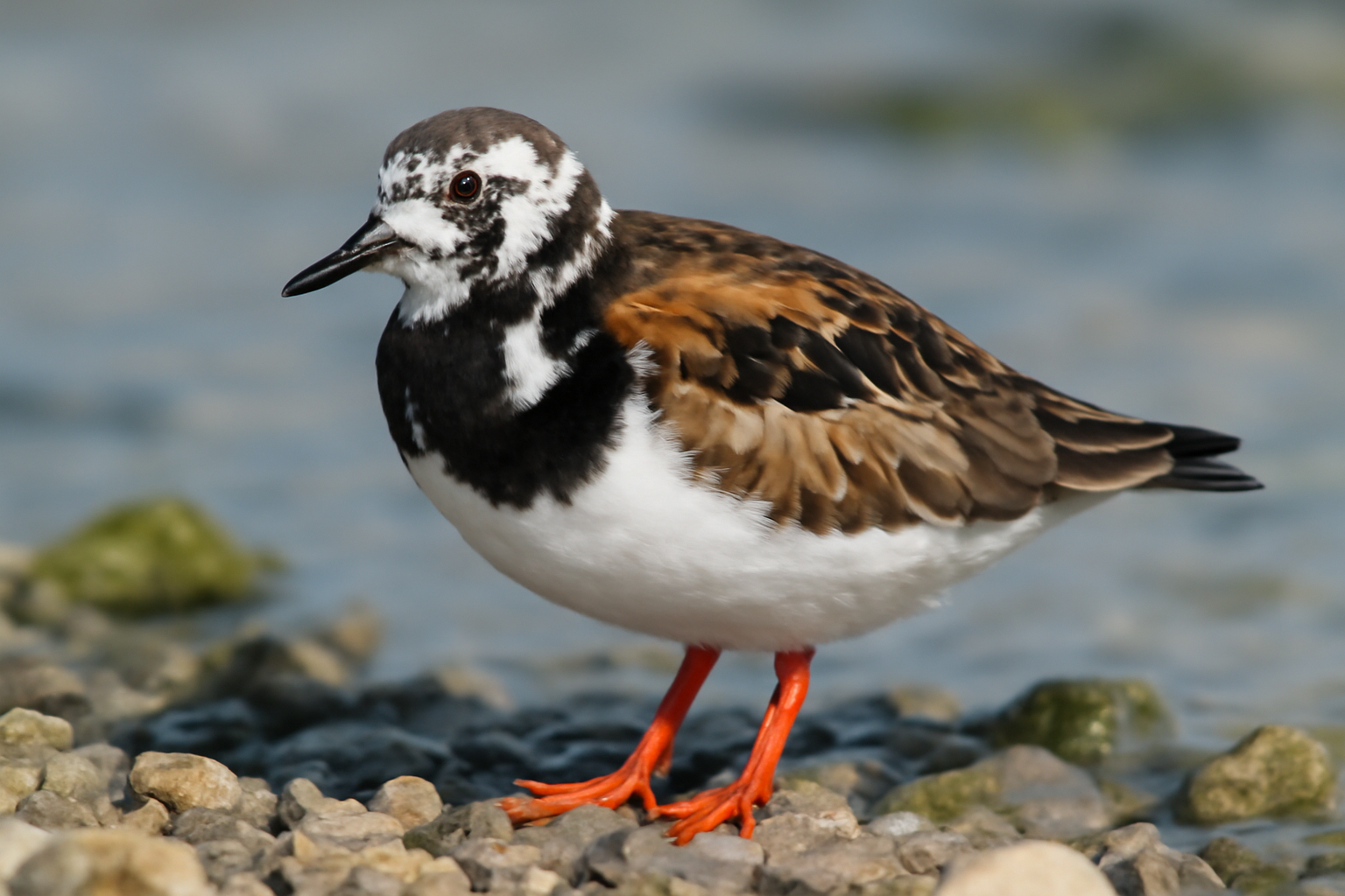 Ruddy Turnstone