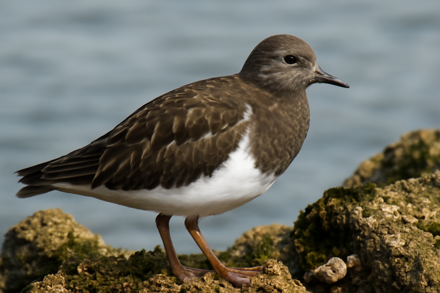 Black Turnstone
