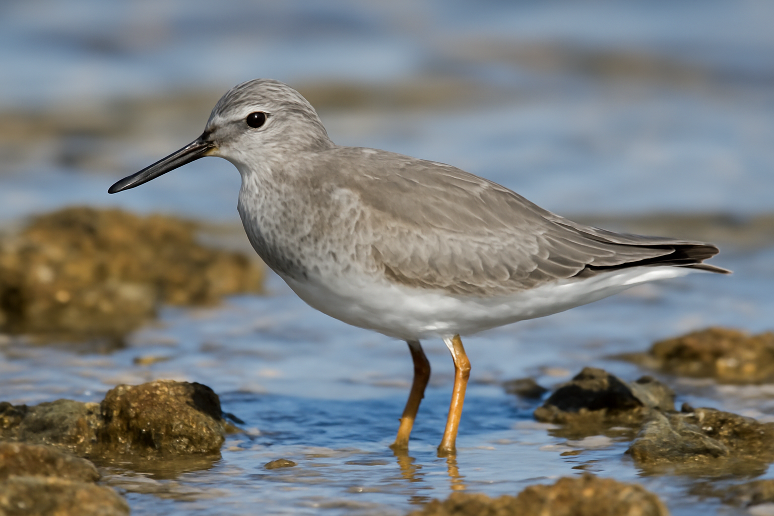 Grey-tailed Tattler