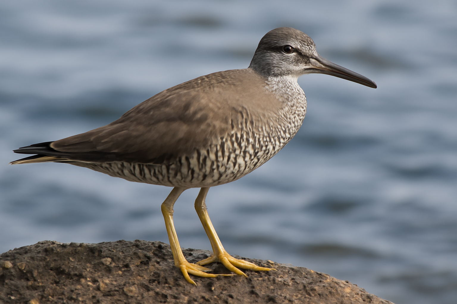 Wandering Tattler