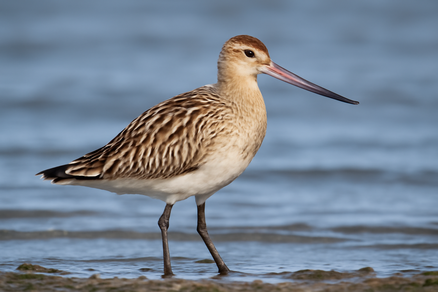 Bar-tailed Godwit