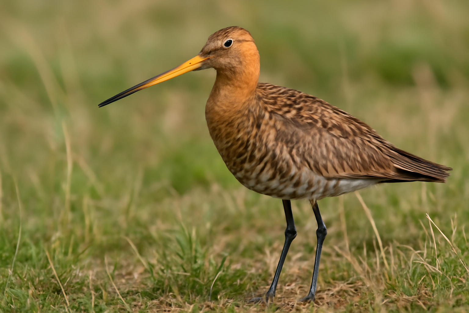 Black-tailed Godwit