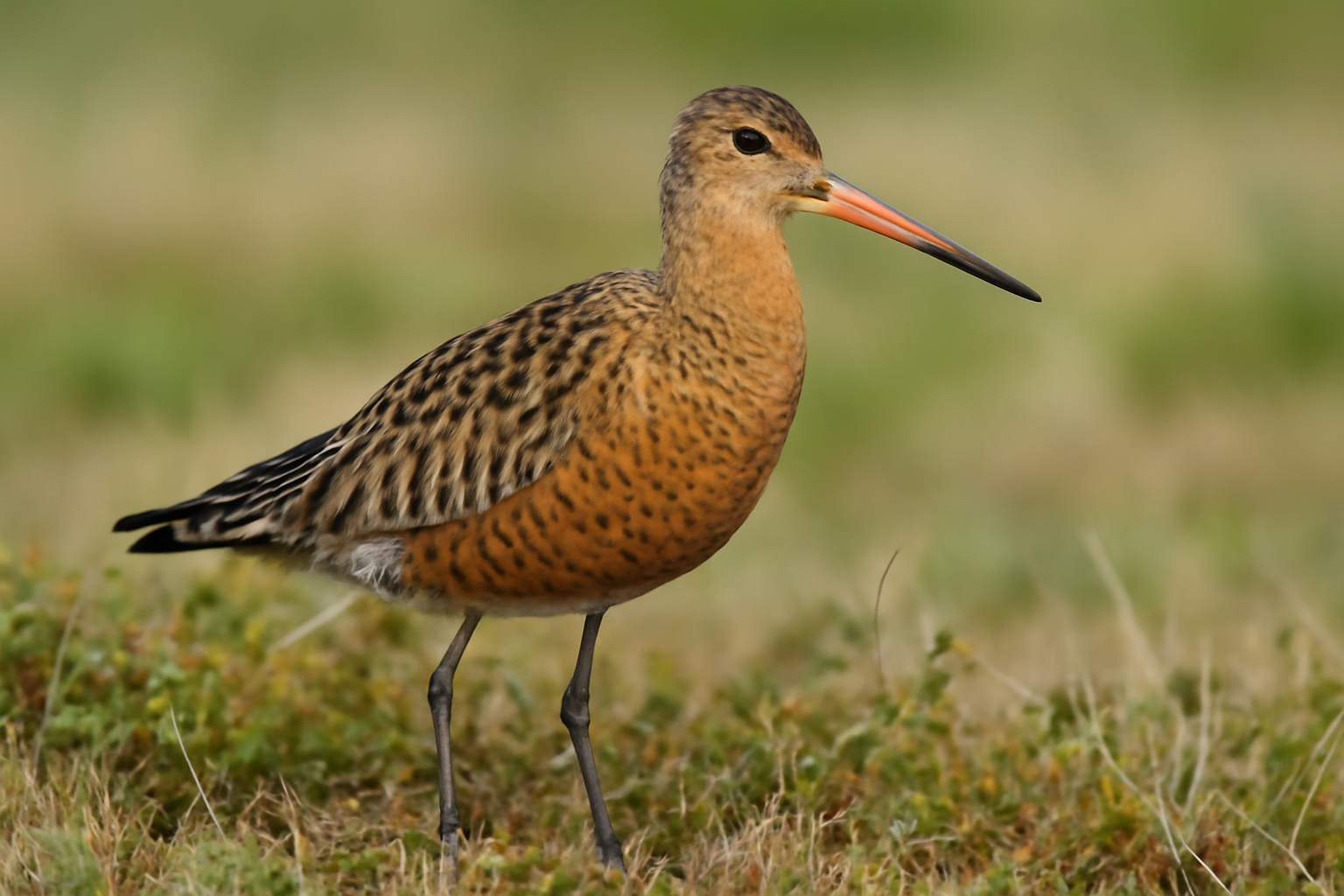 Hudsonian Godwit