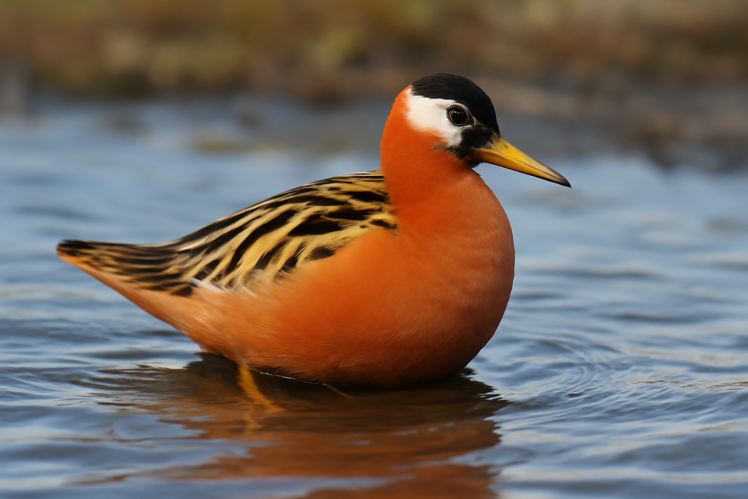 Red Phalarope