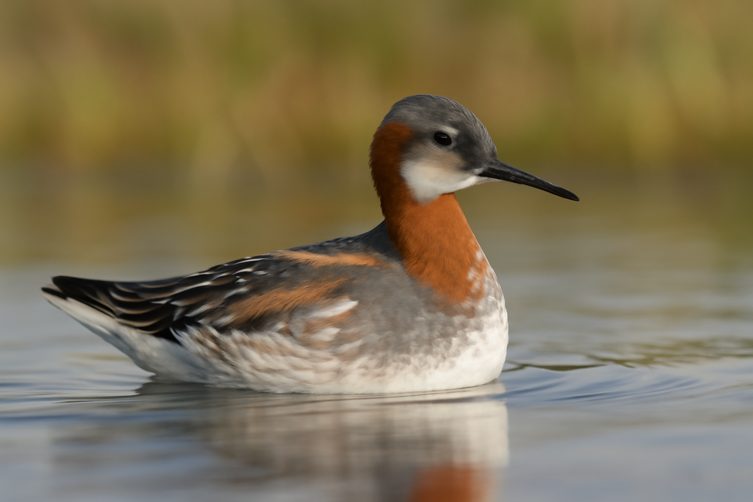 Red-necked Phalarope