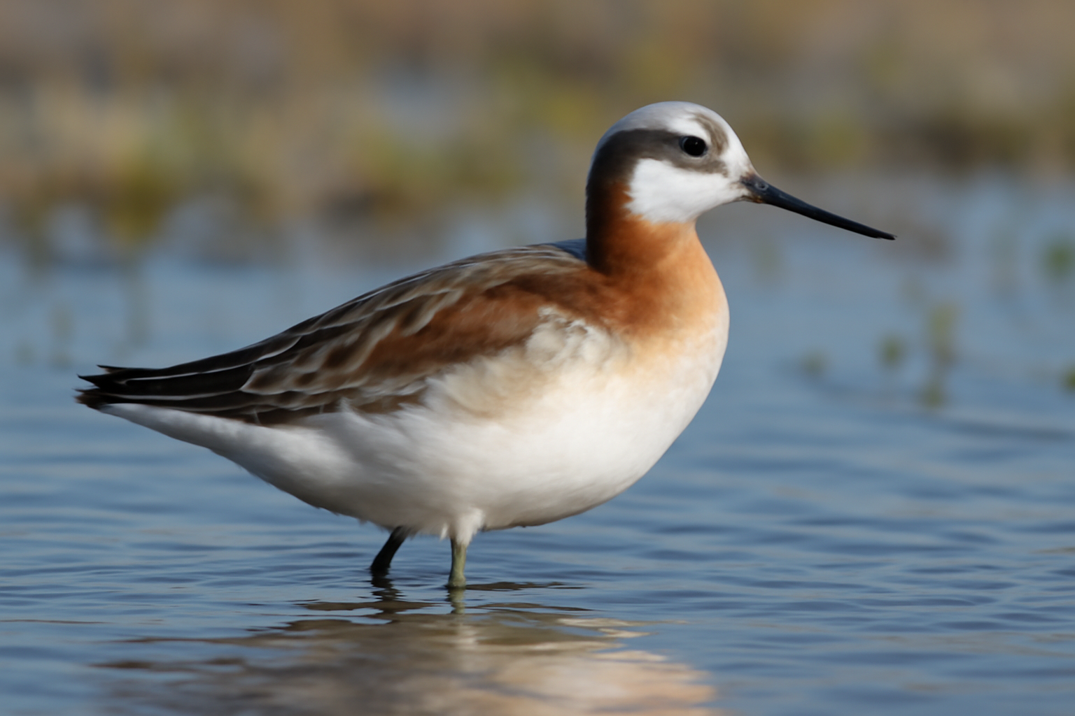 Wilson's Phalarope