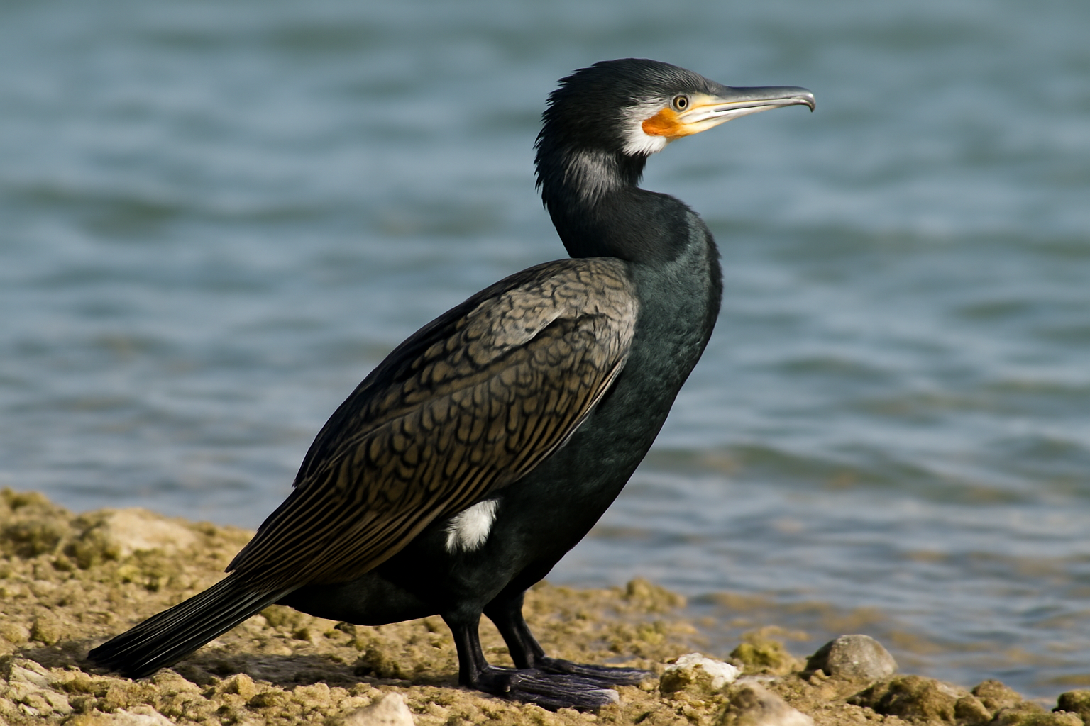 Great Cormorant