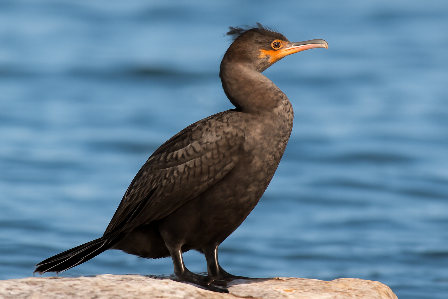 Double-crested Cormorant