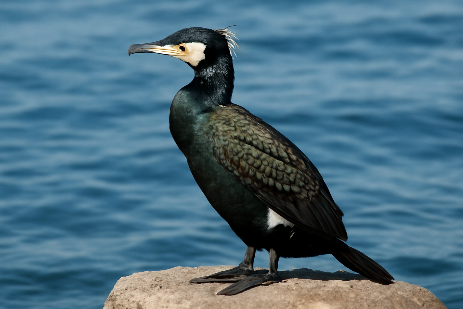 Japanese Cormorant