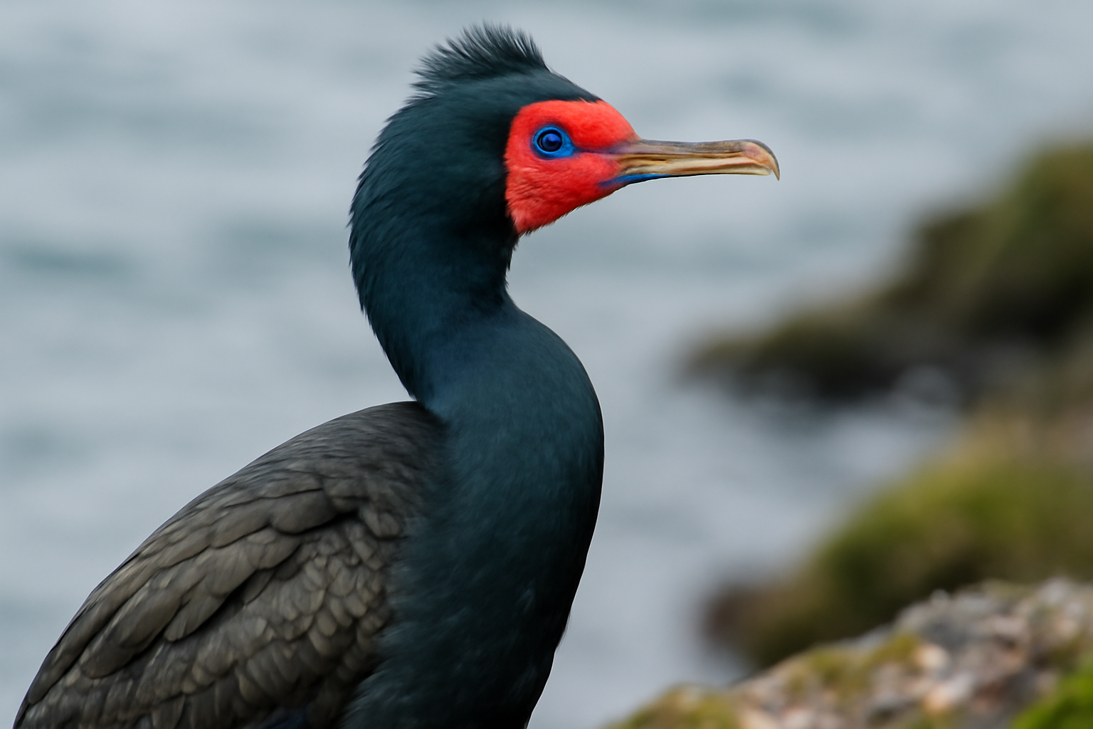 Red-faced Cormorant