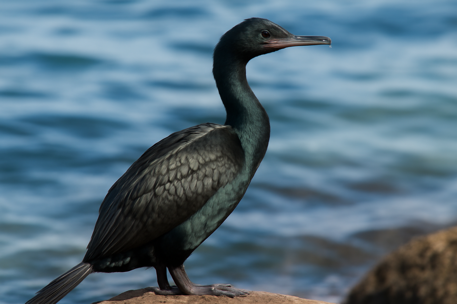Pelagic Cormorant