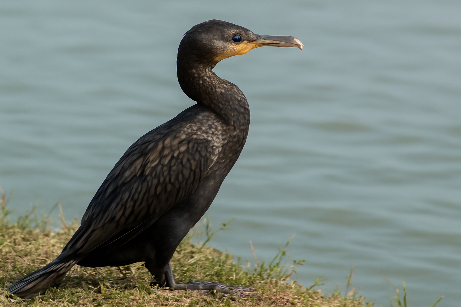 Indian Cormorant