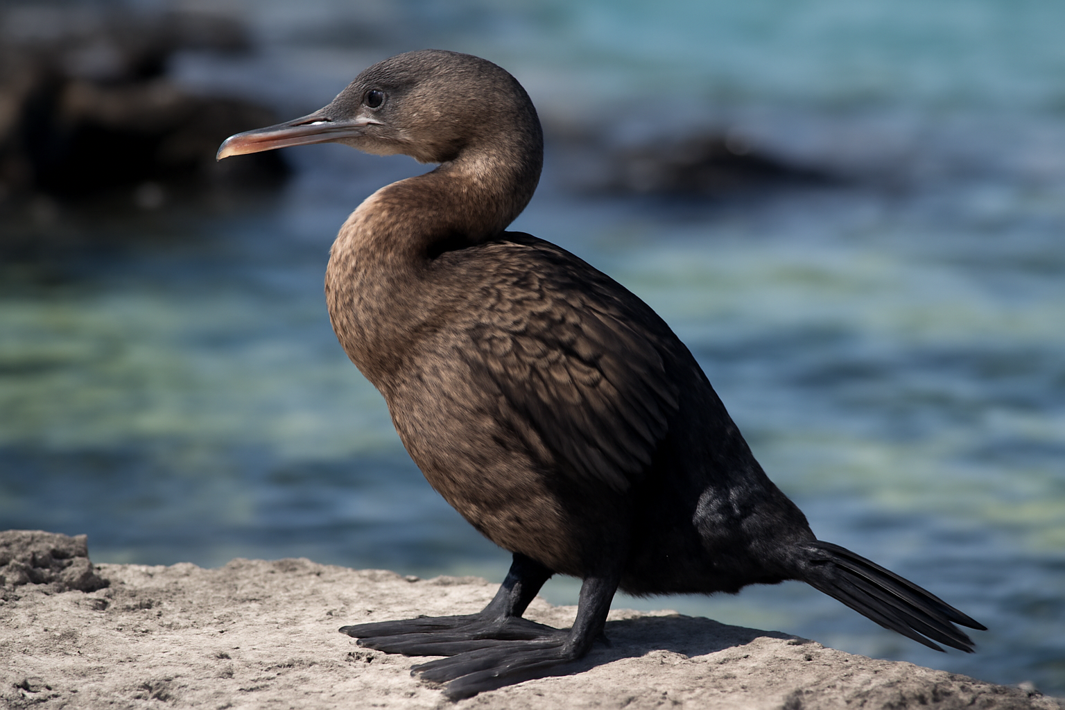 Flightless Cormorant