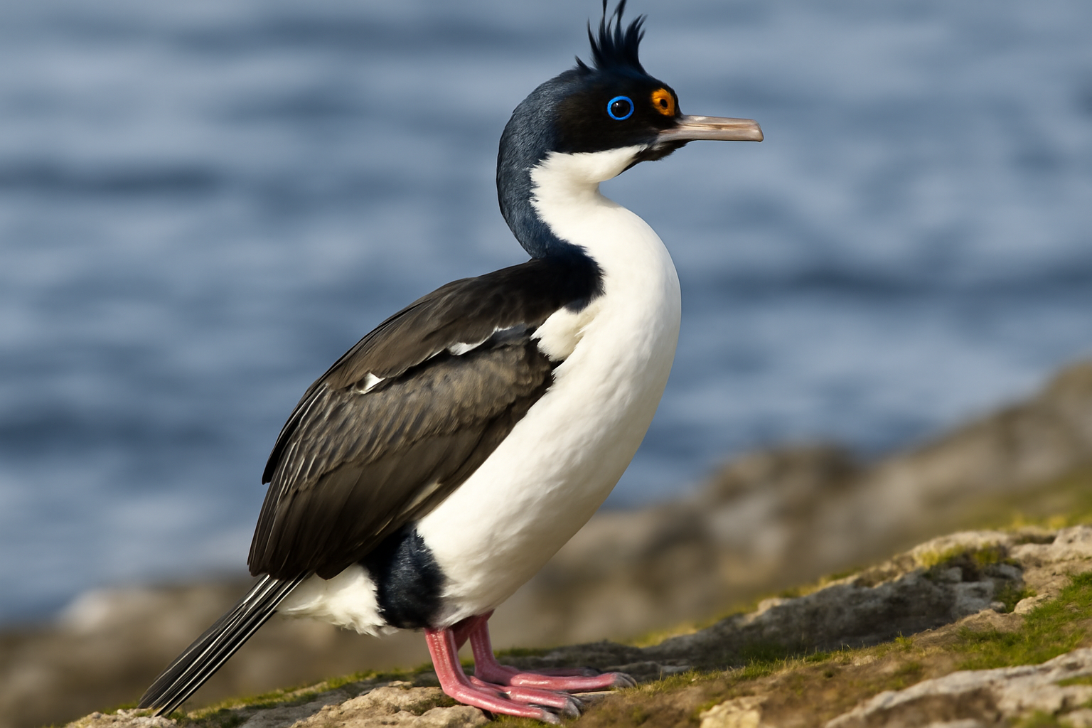 Imperial Shag