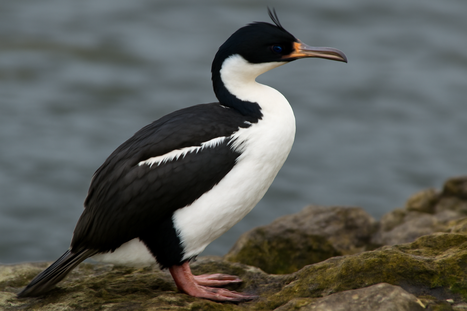 South Georgia Shag