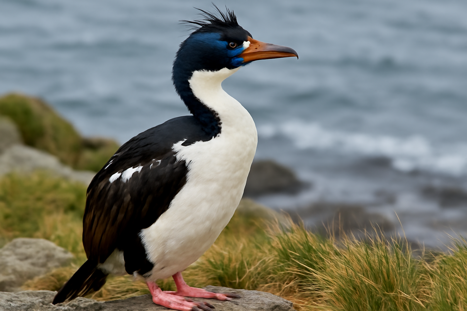 Kerguelen Shag