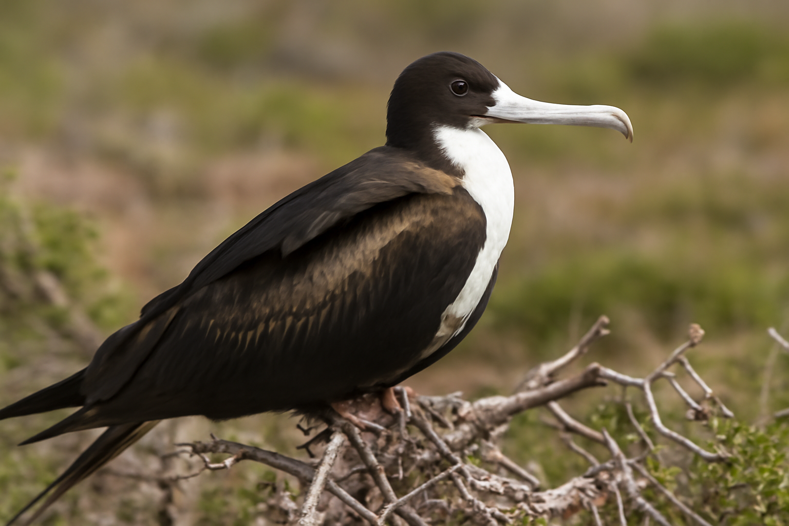 Lesser frigatebird