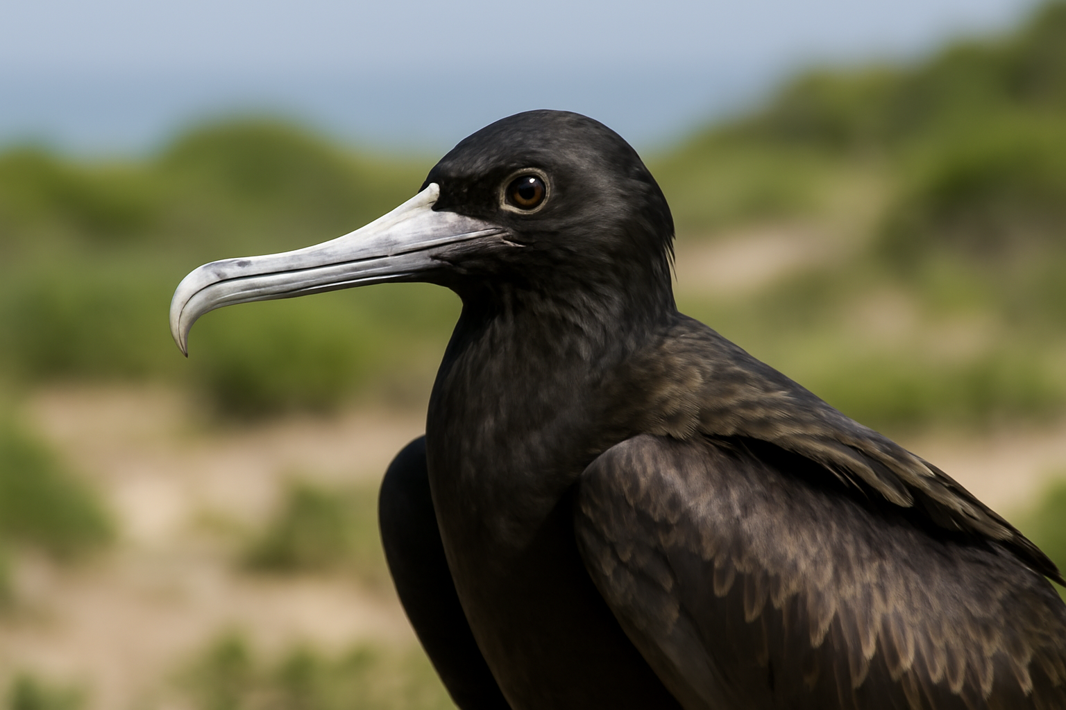 Ascension frigatebird