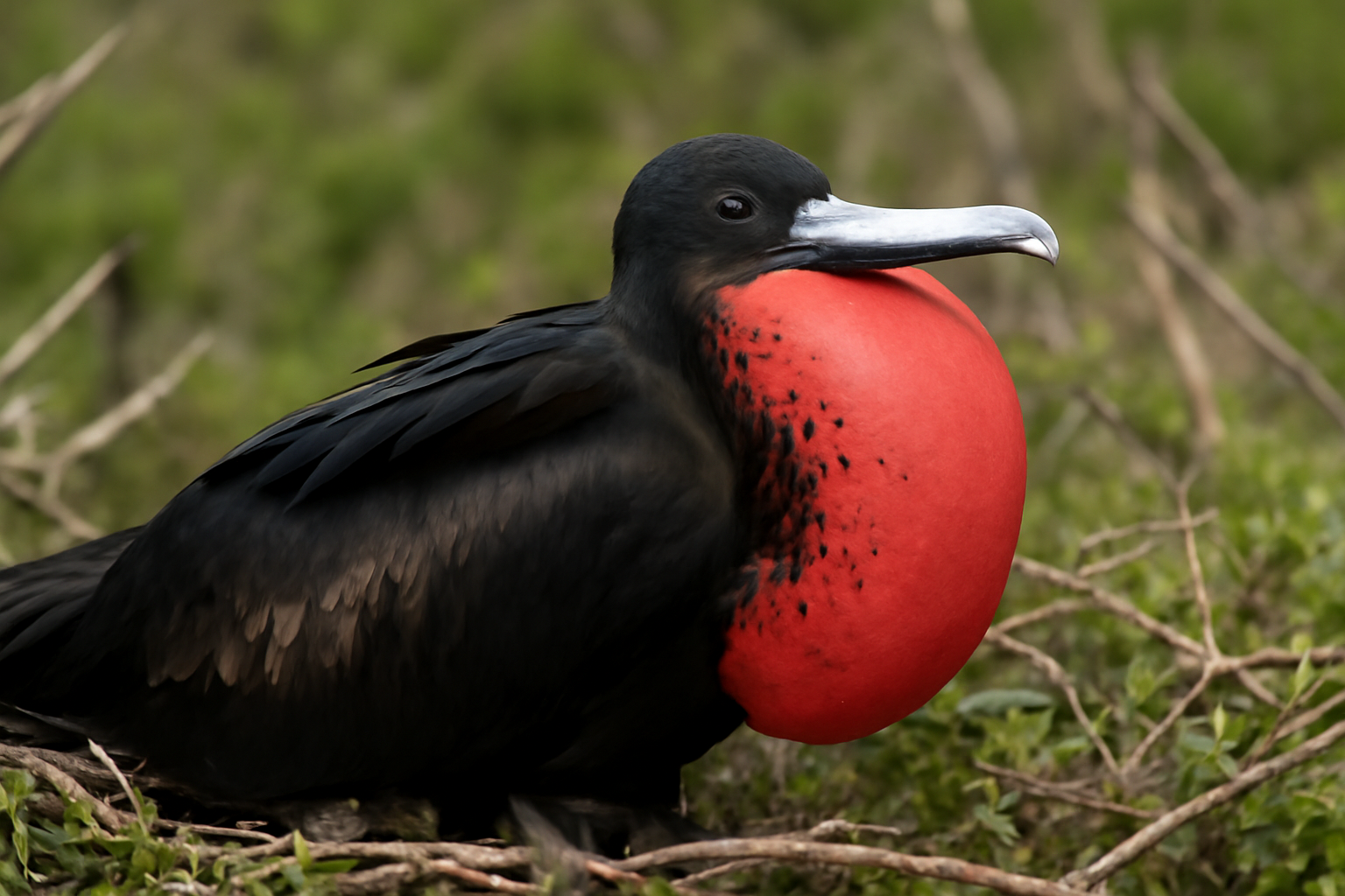 Christmas frigatebird